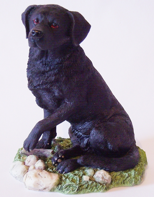 Labrador , schwarz , bettelnd